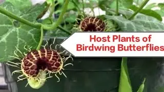 Introducing the Vital Host Plants of Birdwing Butterflies: Aristolochia, Pararistolochia, Thottea