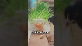 Crows: Masters of Adaptation and Survival