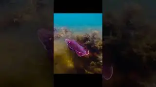 The squid's gender deception tactic allows it to successfully court females #wildlife #shorts #video