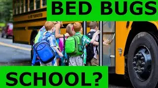 Why Can&rsquo;t You Keep Bed Bugs Away - True Facts to Elimination with Success - Stop Wasting Money