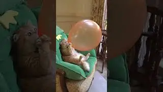 M&egrave;o thổi b&oacute;ng bay qu&aacute; cute - cat blows bubbles #cat #funnyvideo #giadinhmit
