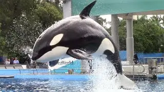 Dine with Orcas (Full Show) - SeaWorld Orlando - September 12, 2021