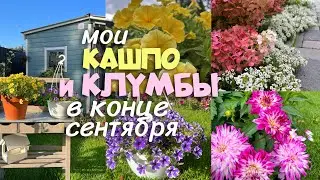 МОИ КАШПО И КЛУМБЫ В КОНЦЕ СЕНТЯБРЯ