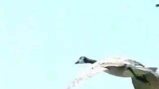 Geese Taking Flight (slow motion)