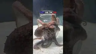 🐙 Lucy the octopus is a multitasking queen! From clams to crabs, she's got it all   and she might e