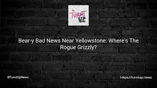 🐻Bear-y Bad News Near Yellowstone: Where's The Rogue Grizzly?🌲