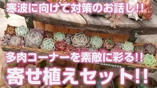 【多肉植物】多肉コーナーを素敵に彩る!!新しい寄せ植えセットのご紹介!!寒波に向けて寒さ対策のお話し!!【succulent】トロピカルガーデン