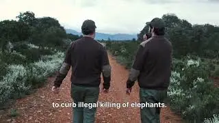 Mole&rsquo;s majestic elephant. 
