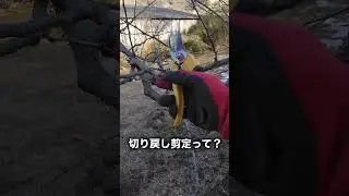 切り戻し剪定って？【剪定の方法】 #shorts