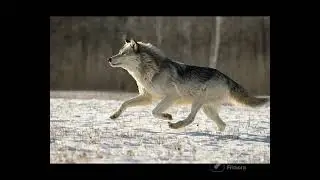 WOLF  CHASING   SHEEP@DRSKSINGH CHANNEL JAI SHREERAM