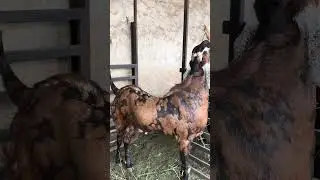 SK Goat Farm Jaipur #बकरी #goatfarm #goatfarming #viral #shorts
