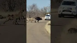 Hyena Pack vs. Buffalo Bull: A Dramatic Showdown on the Tar Road. #krugersightings #wildafrica