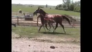 2012 AQHA Invest Your Bucks foal from Bebo Quarter Horses