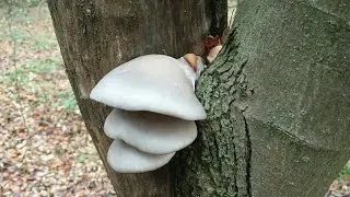 La Ciupercarit - pleurotus albastru