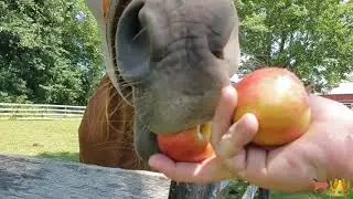 The ULTIMATE Cronchpilation | Horses Eating Apples ASMR