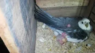 Cocktail parrots breeding progress video