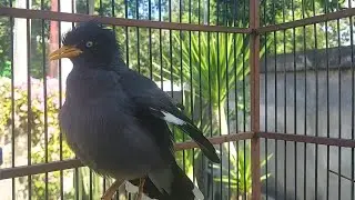 MAsteran Burung Jalak Muda / Jalak Pastol dengan Suara Jalak kebo Eps 803