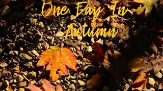 One Day in Autumn | Very Short Film