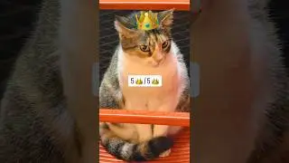 Возможно, это самый милый кот, которого я когда-либо видела на улицах Стамбула 😍