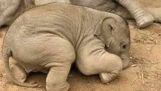 Oops! I'm Sorry Sister! Cute Elephant Calf Tripped Over Sister