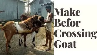 How To Make Befor Crossing Goat Breeding Methods!