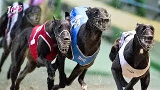 Greyhounds racing  - Preparation before & Final of the race