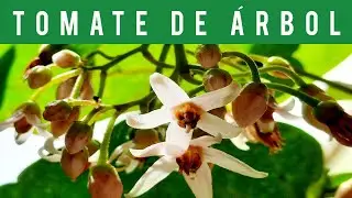⚪COMO SON las FLORES del TOMATE de ÁRBOL🌼❓ (2021)