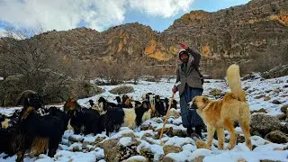 🐑🌨️ Khosrow in the heart of the Sardsir Mountains; a snowy adventure of nomads