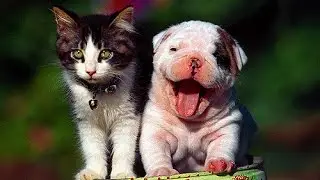 Important Vitamins And Minerals For HEALTHY Dogs and Cats!