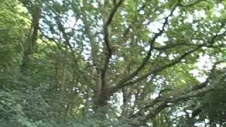 Robsack Meadow to strip of Continuous Woodland