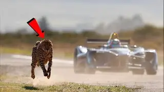 The Fastest Animal vs. The Fastest Car &ndash; Shocking Result!