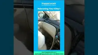 Cat Relocation by Car | Pet Taxi | Safe Pet Moving