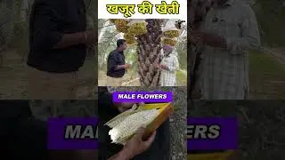 Pollination method in Khajur Farming?