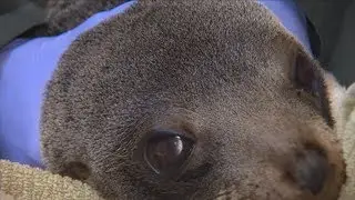 Fur seal being cared for at Auckland Zoo after getting tangled in plastic in the wild