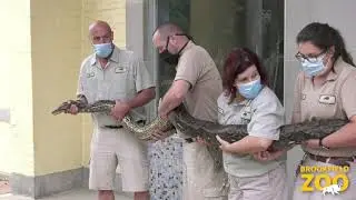 Snake Weighing