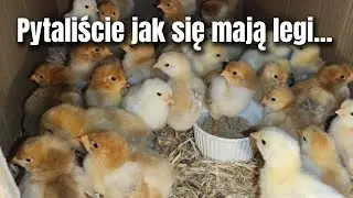 Pytaliście jak pisklaki z ostatnich lęg&oacute;w? Inkubacja bardzo udana, zresztą ZOBACZCIE SAMI !!!