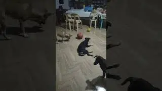 Играем в воздушный шар вместе с Брауни #брауни