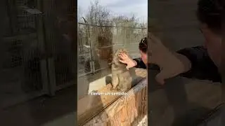 &iquest;Por qu&eacute; los monos se sorprenden con la magia? 🤔