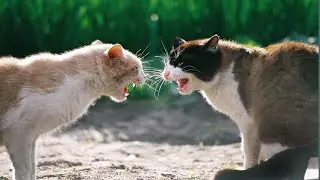 Angry Cats Fighting Live Video | Real Cat Figh MomentsTwo Wild Cats Fighting Live | Intense Animal F