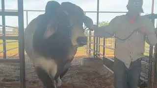 BRC National Brahman Show 2023