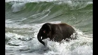 Most Funny and Cute Baby Elephant Videos Compilation 2016