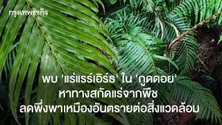 Discovering Rare Earth Elements in Kud Doi: Sustainable Mining from Plants