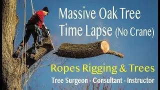Massive Oak Tree Removal (Time Lapse / No Crane)