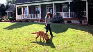 PetSafe Free to Roam Wireless Fence&mdash;7. How to Train Your Dog (Phase 3)