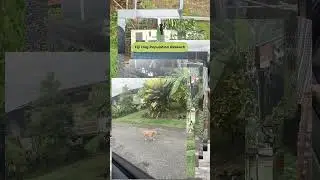 Importance of Dog Population Research #shorts #animalsfiji