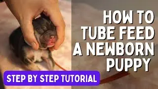 Tube Feeding Step By Step