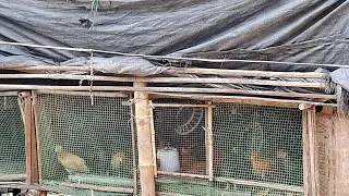Cage system broiler farm,#chicken , How to start a poultary farm, Poultry business