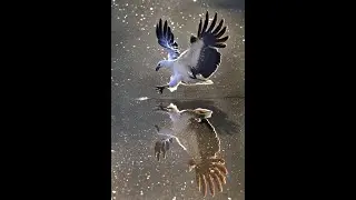 One smart green heron. Using bread as bait to catch fish #shorts