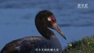 微纪录片丨黑颈鹤破壳记