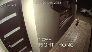 Wily Fox Steals Flip-Flops From Ex-Olympian's Melbourne Home